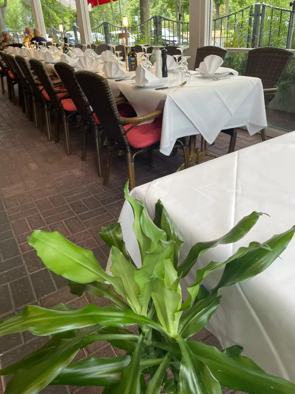 Terrasse am Tegeler Weg mit Grünpflanzen